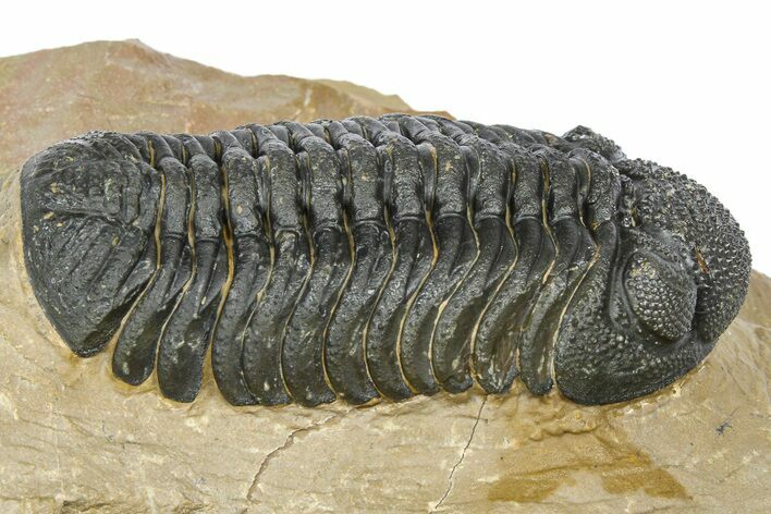 Phacopid (Morocops) Trilobite - Foum Zguid, Morocco #372428